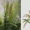 Tropical Jungle Pack (v8) - Image 2