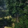 Mountain Trees - Dynamic Nature - Image 3